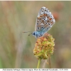 polyom bellargus imago18 kher